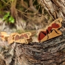 A chunky wooden brown ant toy with a landscape background
