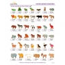 Lanka Kade Toys World animal checklist