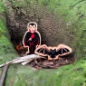 A chunky wooden toy bat figure with dracula